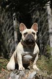 BOULEDOGUE FRANCAIS 244